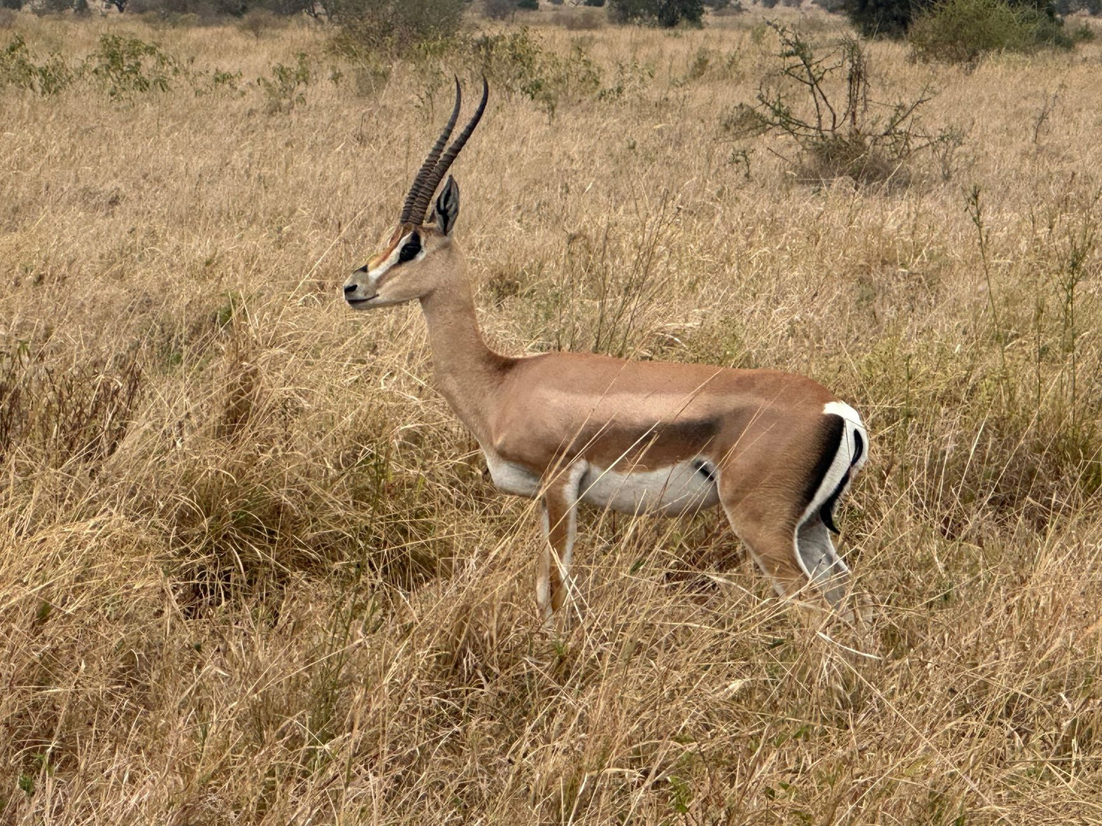 Quel budget prévoir pour deux semaines safari et plage en Tanzanie ?